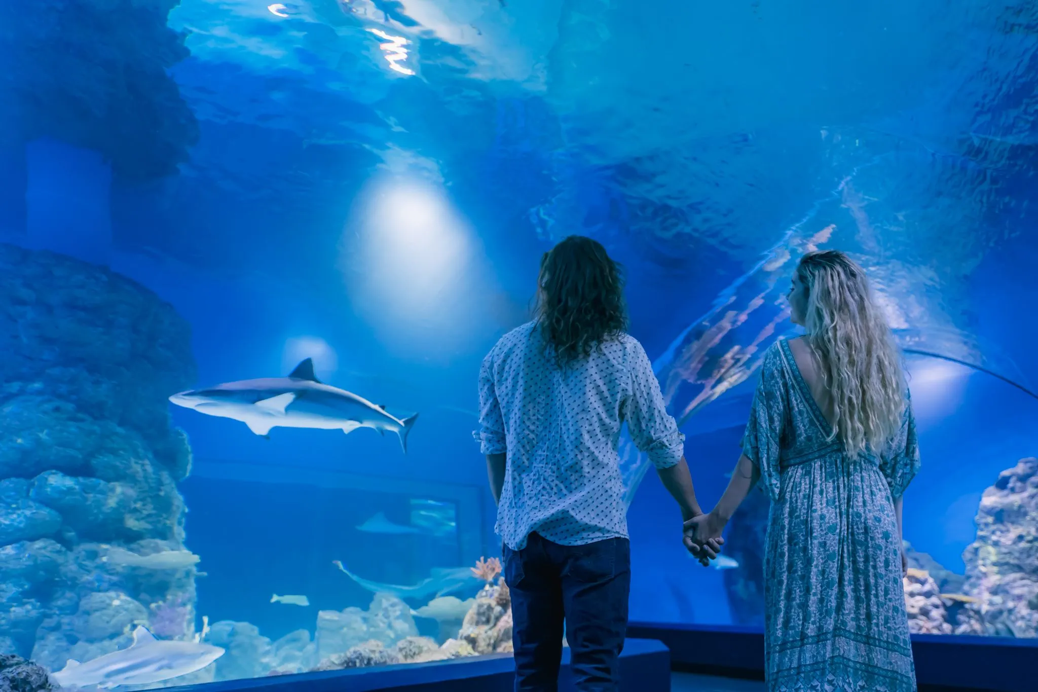 Night at the Aquarium Tour with 2 Course Dinner - Book Now | Experience Oz-2