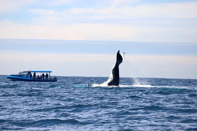 Lake Macquarie Whale Watching Cruise 2 Hours