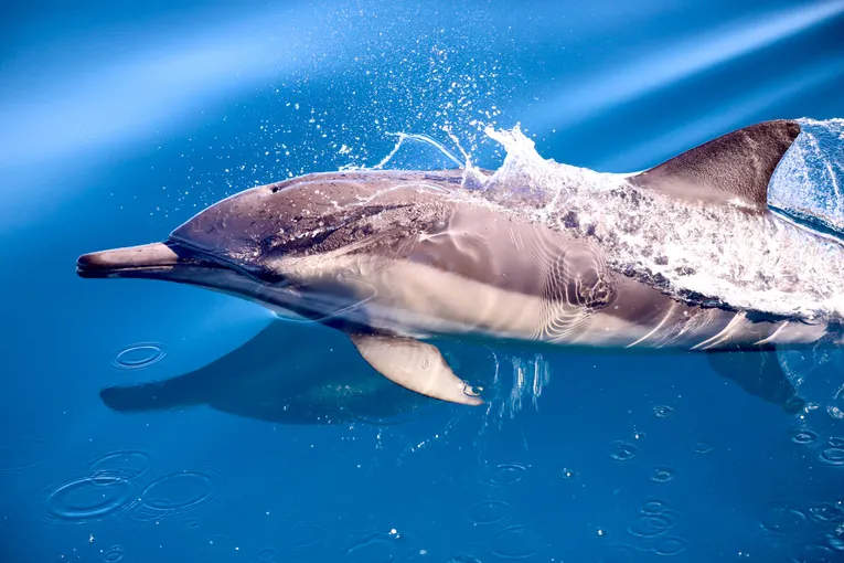 Lake Macquarie Whale Watching Cruise 2 Hours