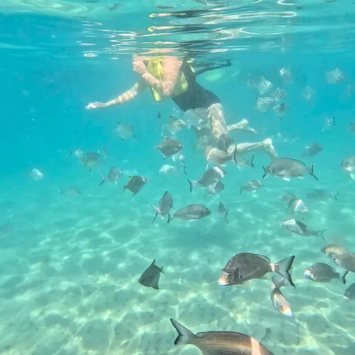 Gold Coast Sea Kayaking And Dolphin Morning Tour