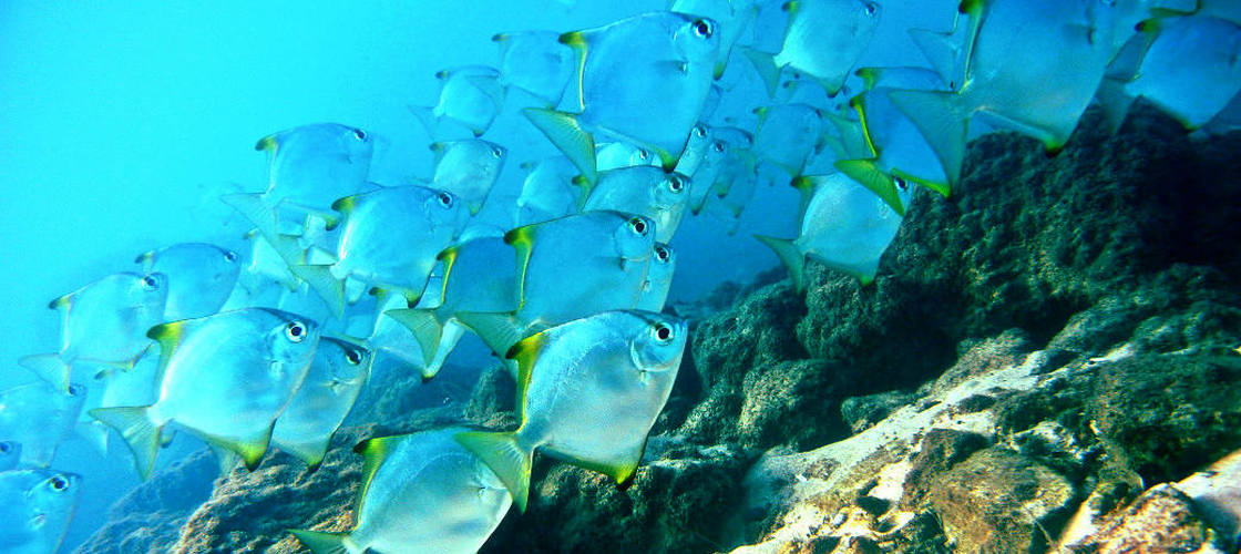 Introductory Scuba Dive & Snorkelling Tour, 4 Hours