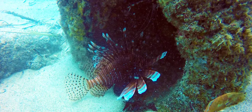 Introductory Scuba Dive & Snorkelling Tour, 4 Hours