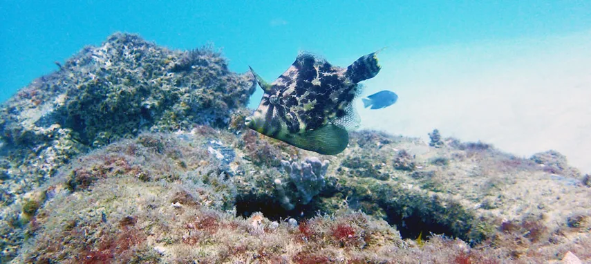 Introductory Scuba Dive & Snorkelling Tour, 4 Hours