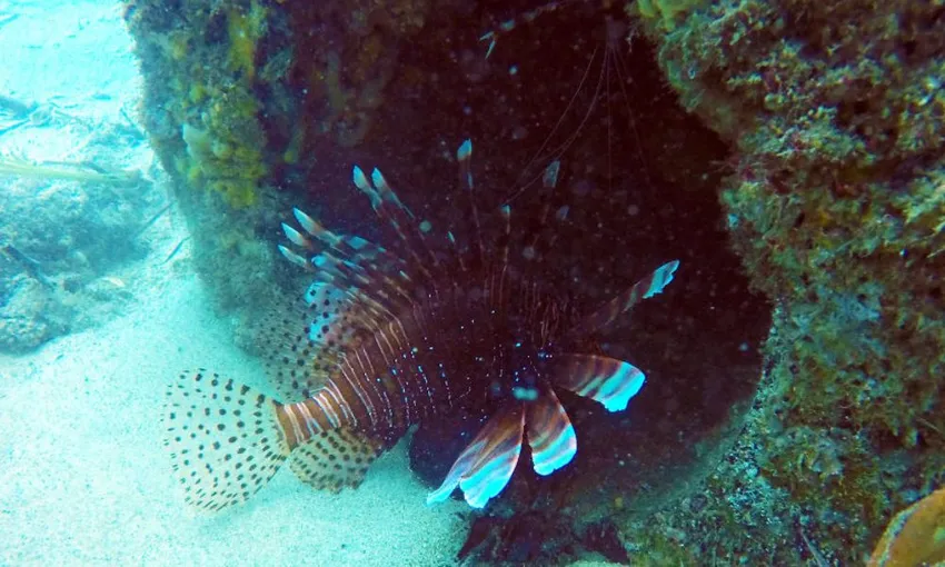 Half Day Snorkelling Tour on Wave Break Island