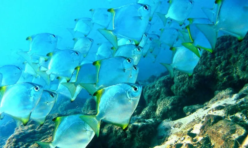 Half Day Snorkelling Tour on Wave Break Island