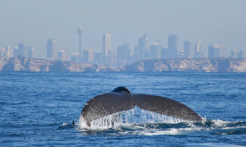 Discovery Whale Watching Cruise - 2.5 Hours | Experience Oz-3