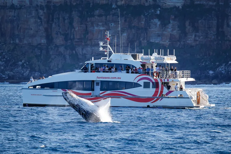 Discovery Whale Watching Cruise - 2.5 Hours | Experience Oz