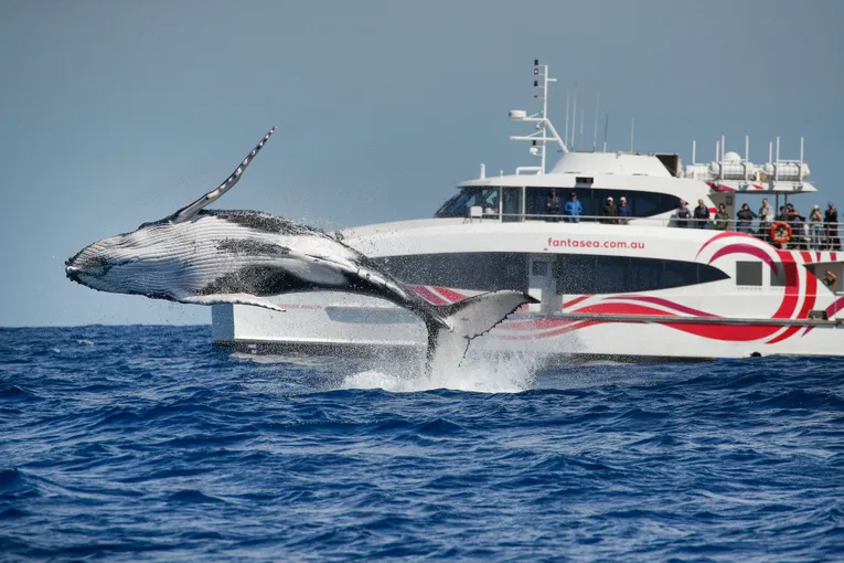 Discovery Whale Watching Cruise - 2.5 Hours | Experience Oz