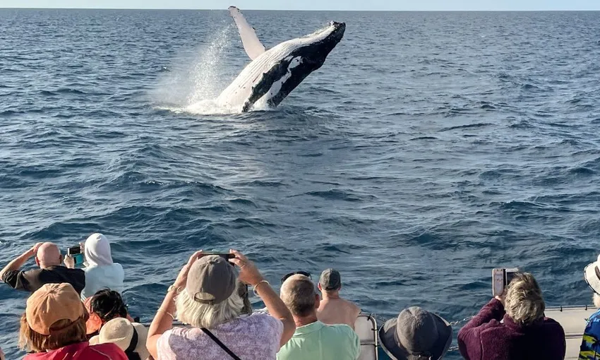 Hervey Bay Whale Watching Cruise, Lunch and Snacks 