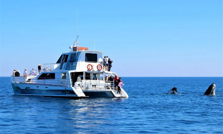 Hervey Bay Whale Watching Cruise, Lunch and Snacks 