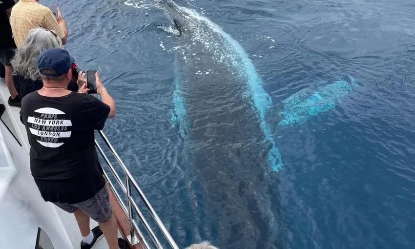 Hervey Bay Whale Watching Cruise, Lunch and Snacks 