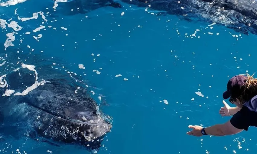 Hervey Bay Whale Watching Cruise, Lunch and Snacks 