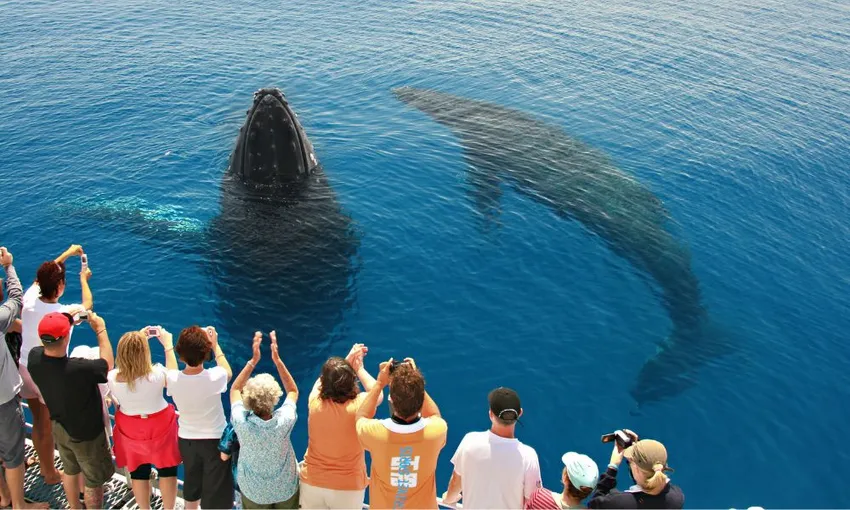 Fraser Island Whale Watching Cruise with Transfers - Half Day