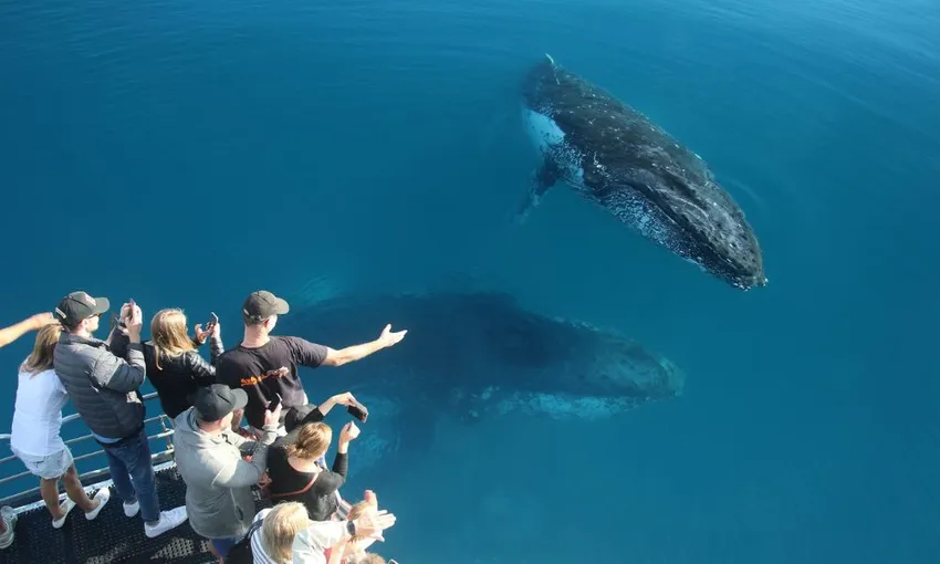 Fraser Island Whale Watching Cruise with Transfers - Half Day