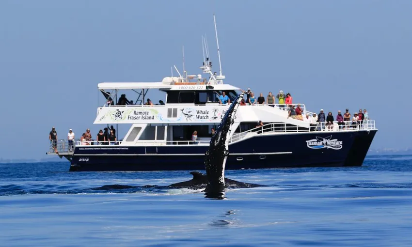 Fraser Island Whale Watching Cruise with Transfers - Half Day