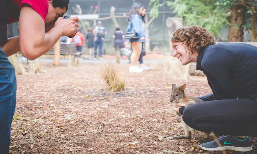 Blue Mountains Bush Walk and Nature Tour