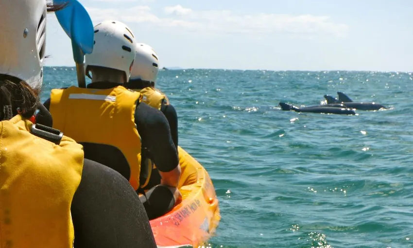 Byron Bay Dolphin Kayak Tour, 2.5 Hours
