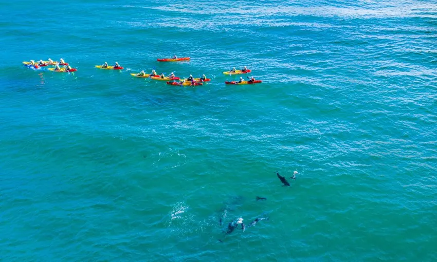 Byron Bay Dolphin Kayak Tour, 2.5 Hours