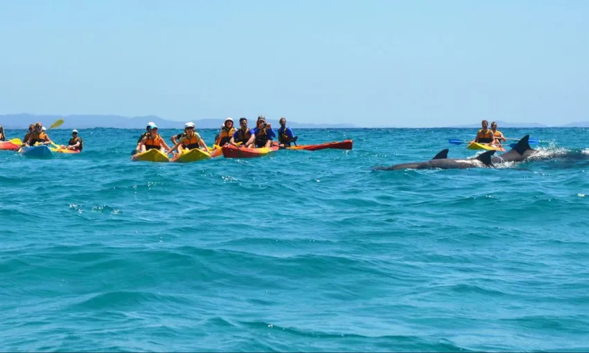 Byron Bay Dolphin Kayak Tour, 2.5 Hours