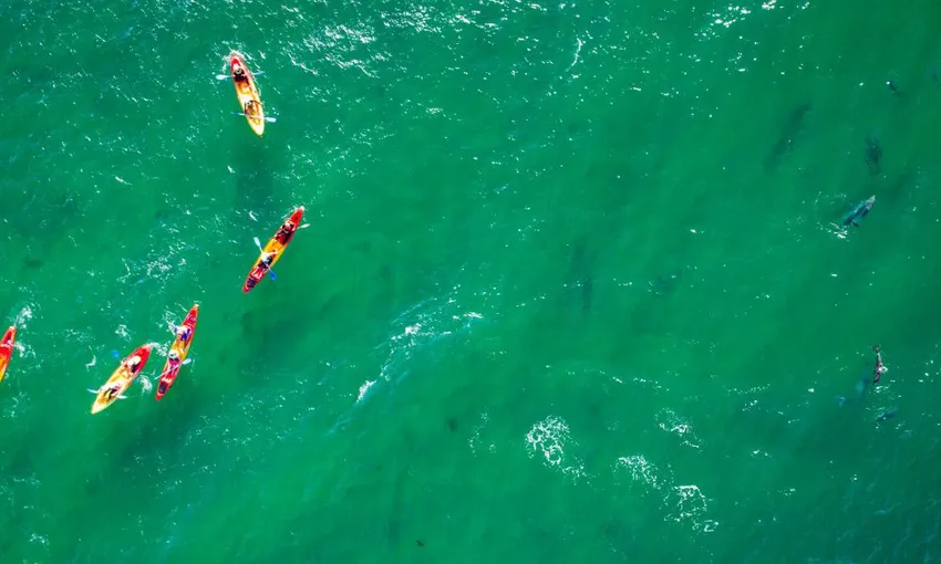 Byron Bay Dolphin Kayak Tour, 2.5 Hours