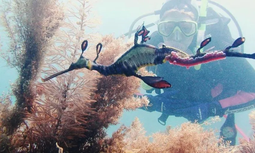 Sea Dragon Introductory Scuba Dive