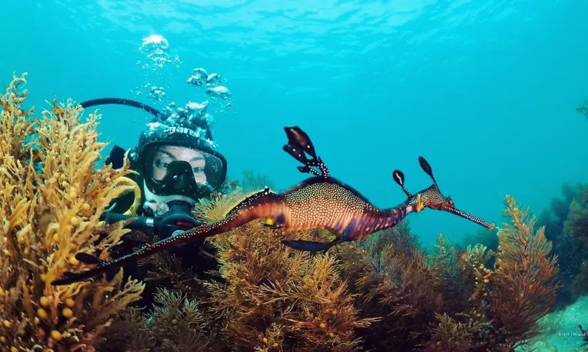 Sea Dragon Introductory Scuba Dive