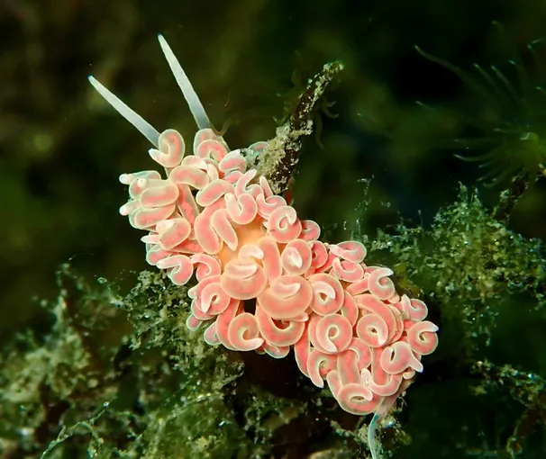 Discover Scuba Dive Experience