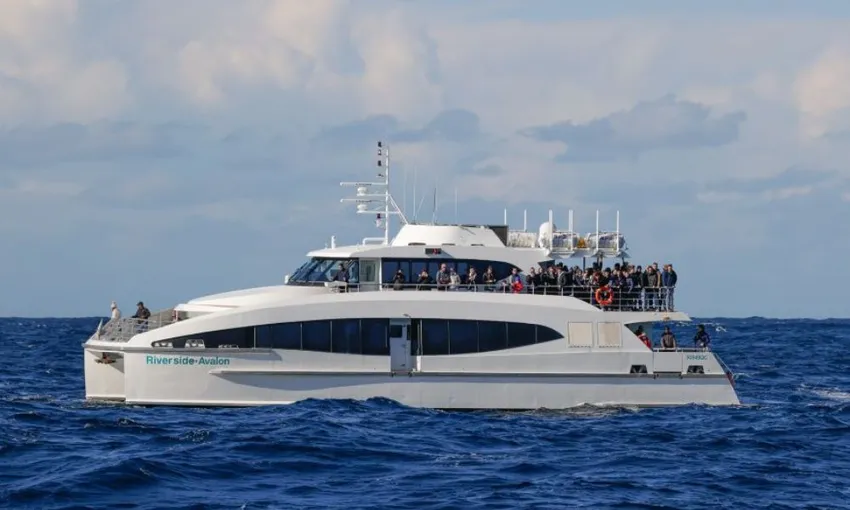 2 Hour Sydney Whale Watching | Experience Oz