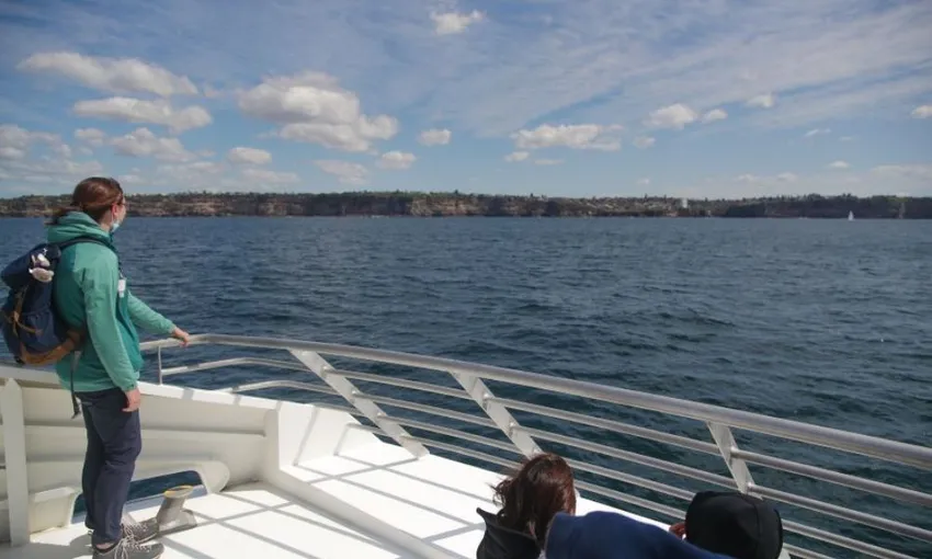 2 Hour Sydney Whale Watching | Experience Oz