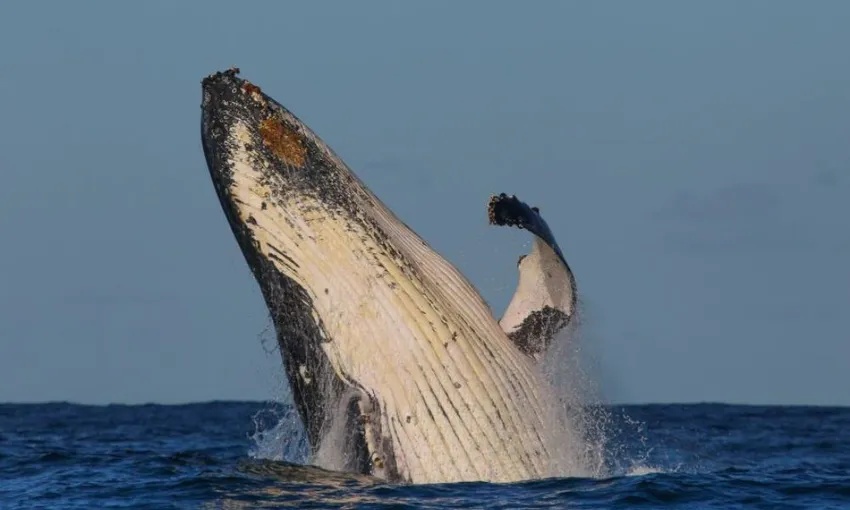 2 Hour Sydney Whale Watching | Experience Oz