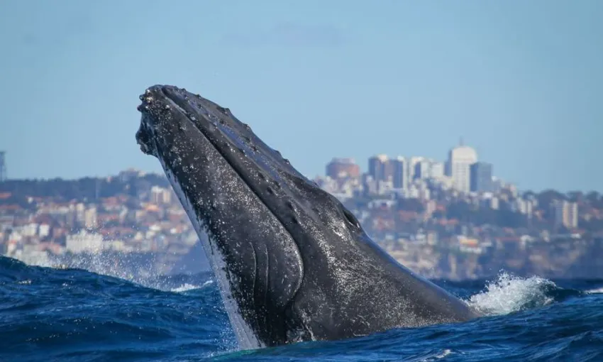 2 Hour Sydney Whale Watching | Experience Oz