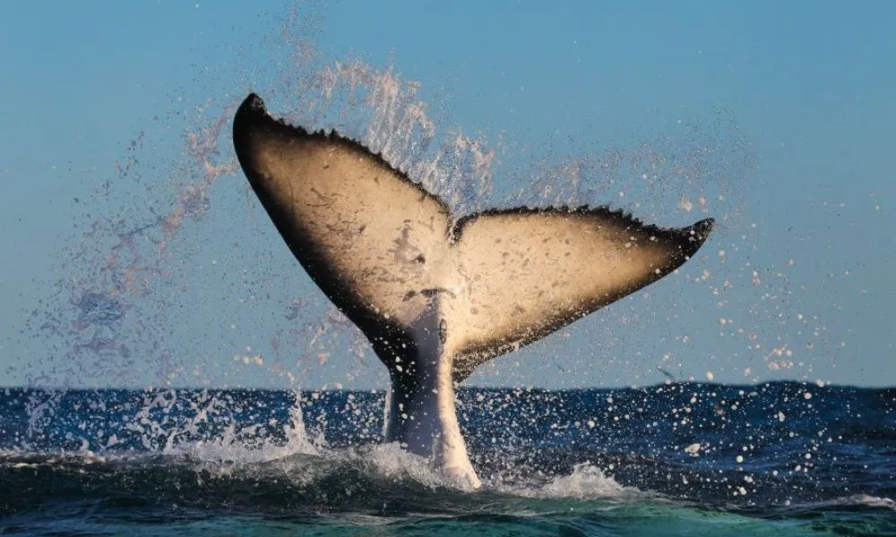2 Hour Sydney Whale Watching | Experience Oz-1