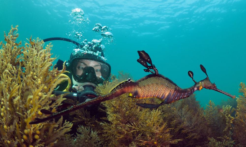 PADI Scuba Diving Open Water Course - 3 Days 