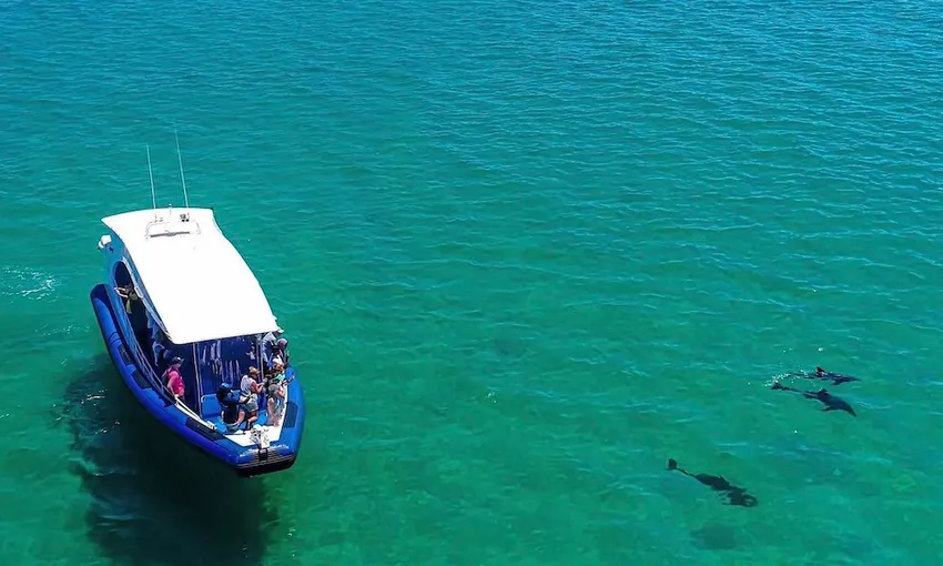 Penguin Island, Dolphin & Sea Lion Cruise - 1 Hour 