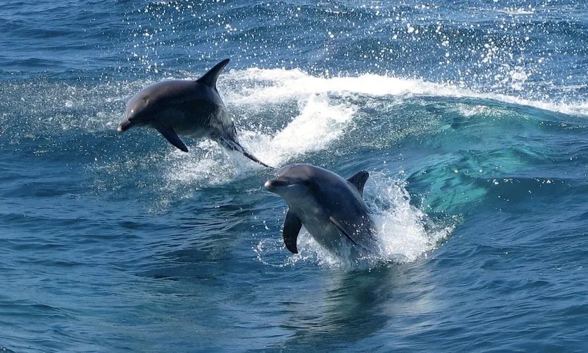 Penguin Island, Dolphin & Sea Lion Cruise - 1 Hour 