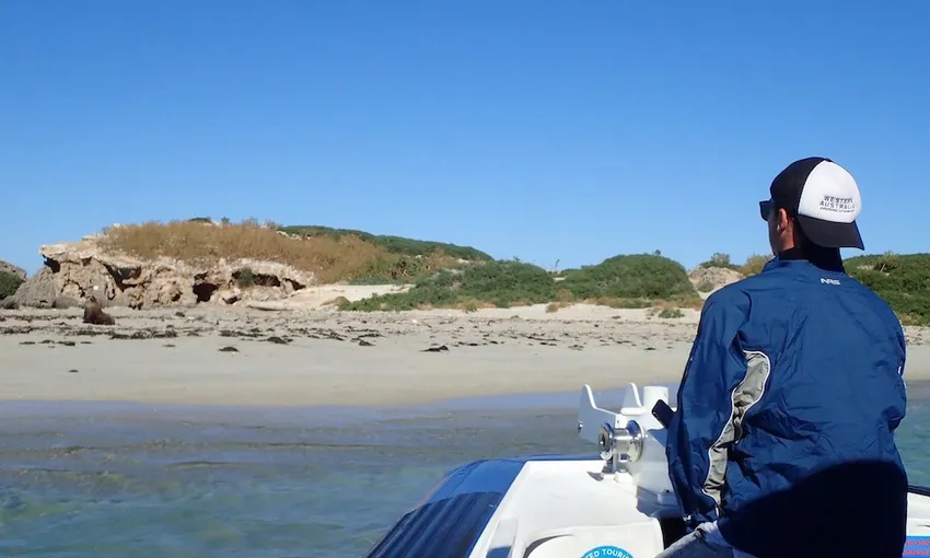 Penguin Island, Dolphin & Sea Lion Cruise - 1 Hour 