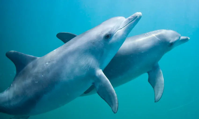 Swim With Dolphins Cruise - Rockingham 