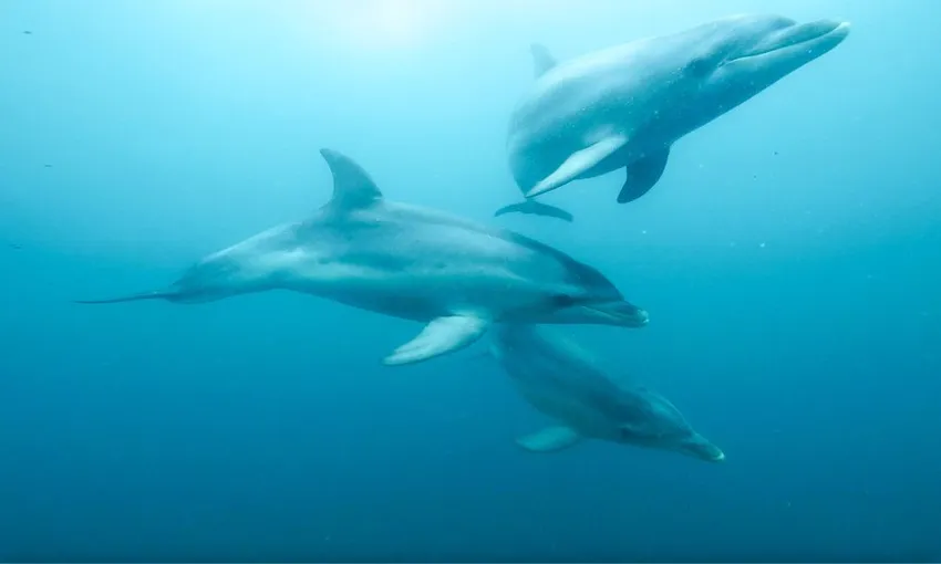 Swim with Wild Dolphins and Seals - Port Phillip Bay, departing Queenscliff