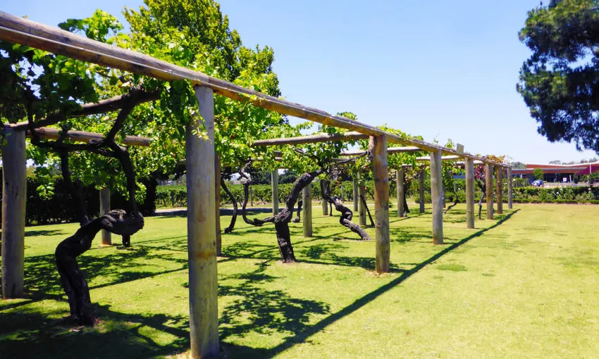 Swan Valley Cruise with Lunch & Wine Tasting - Full Day