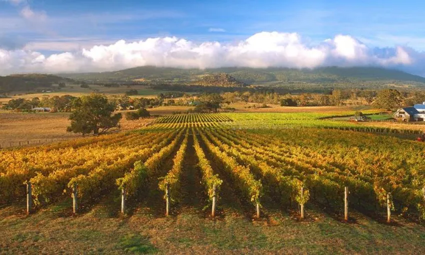 Horses, Wine & Beer Tour of Melbourne