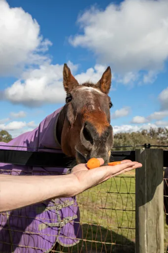 Horses, Wine & Beer Tour of Melbourne