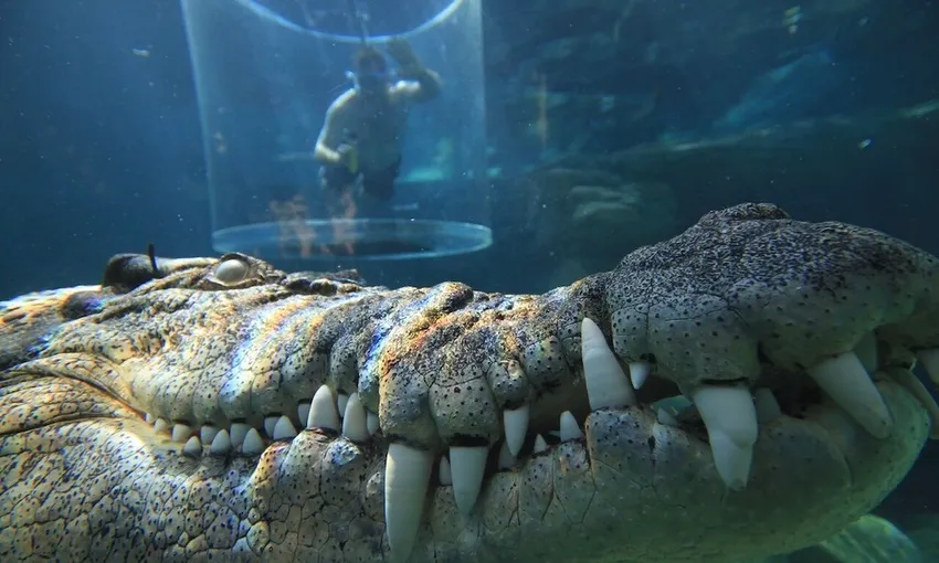 Swim With Crocodiles in the Cage Of Death & Cove Entry - Solo Dive