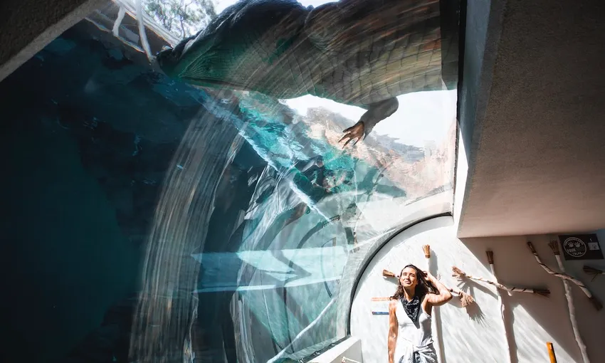 Swim With Crocodiles in the Cage Of Death & Cove Entry - Solo Dive