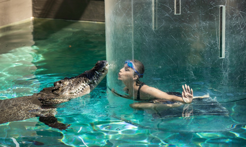 Swim With Crocodiles in the Cage Of Death & Cove Entry - Solo Dive