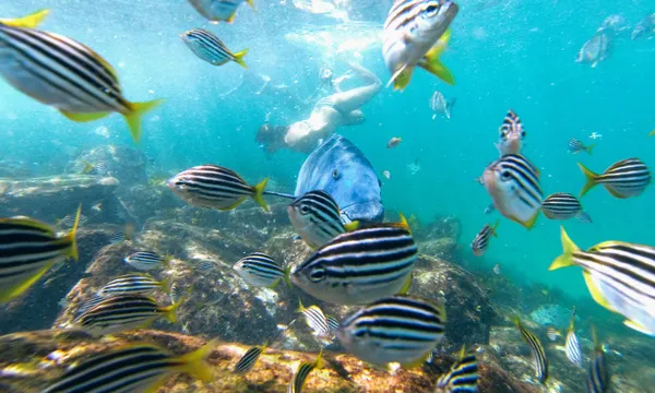 Manly Snorkel Tour and Nature Walk, 2.5 Hours
