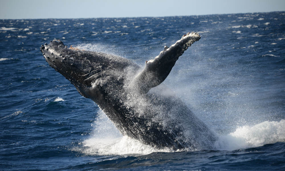 Jervis Bay Whale Watching Cruise, 2 Hours