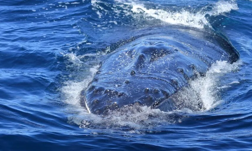 Jervis Bay Whale Watching Cruise, 2 Hours