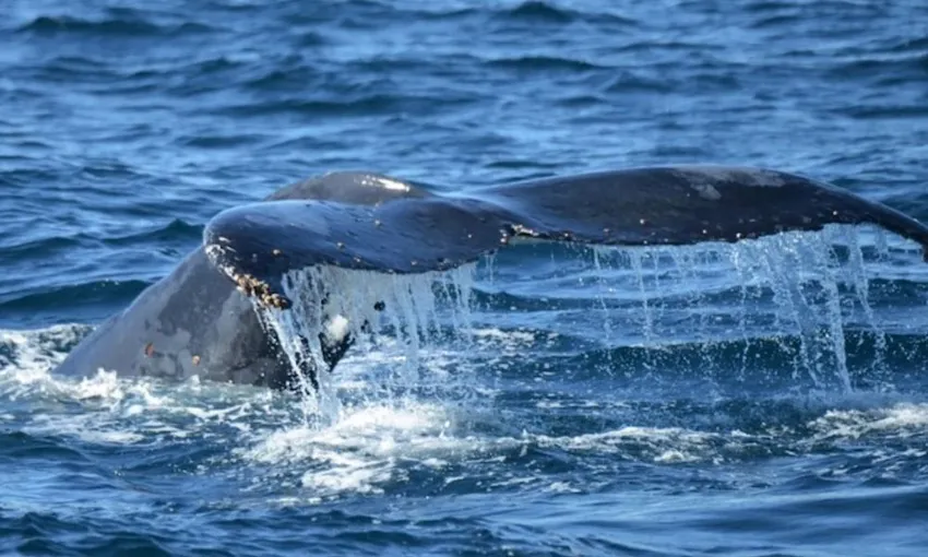 Jervis Bay Whale Watching Cruise, 2 Hours