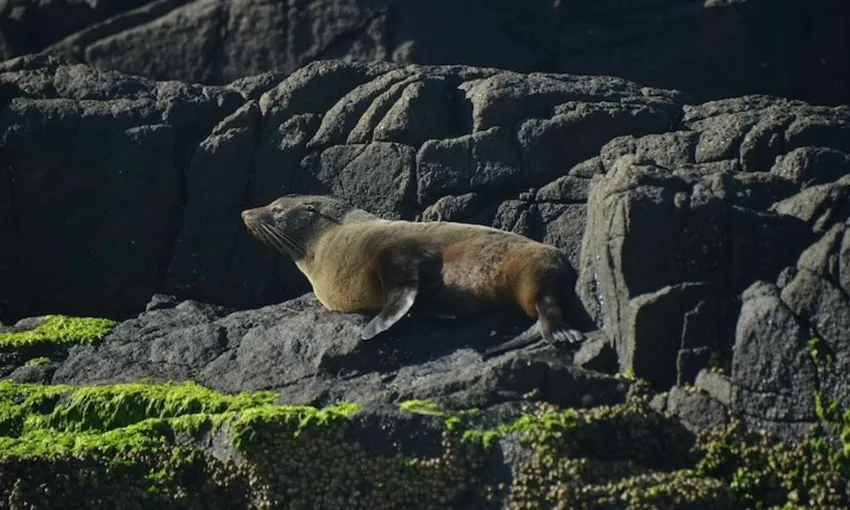 Jervis Bay Whale Watching Cruise, 2 Hours