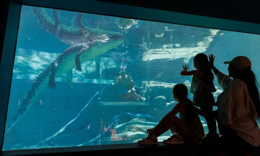 Crocosaurus Cove Crocodile Feeding & Reptile Tour